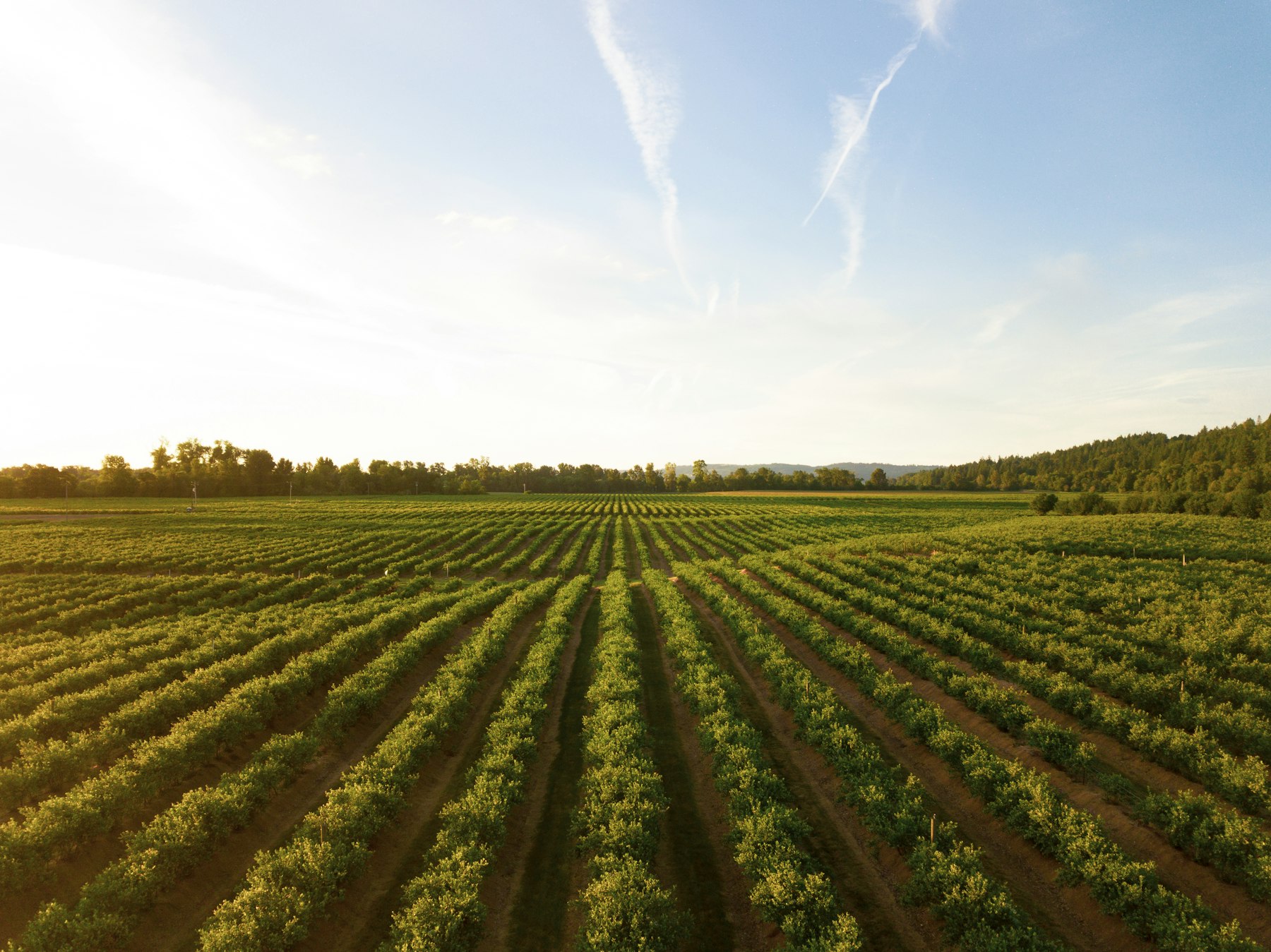 Plantacao agro vista aerea